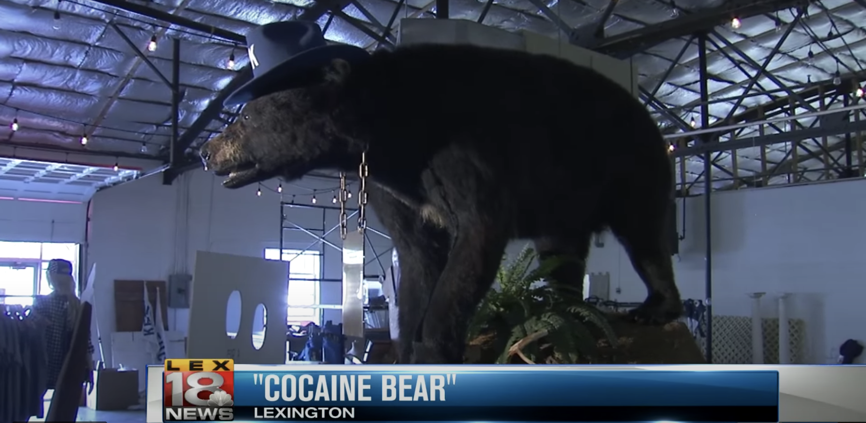 Pablo Eskobear Aka The Lexington Cocaine Bear Makes All Other Bears Look Like Wimps Brobible