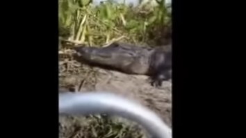 Alligator Jumps Into Boat While Couple Is Streaming On Facebook Live, All Hell Breaks Loose