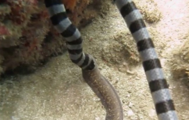 black banded sea snake eating moray eel