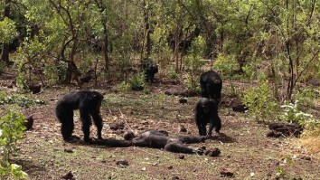 Chimps Savagely Murder And Cannibalize Former Alpha Male ‘Tyrant’ Who Tried To Rejoin Tribe (VIDEO)