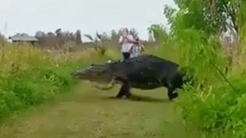 Gator-zilla: Alligator The Size Of A Dinosaur Filmed Walking Just A Few Feet From Photographers