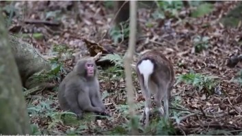 Scientists Discover The First Ever Consensual Sex Between Different Species, And There’s Video For You Sickos!