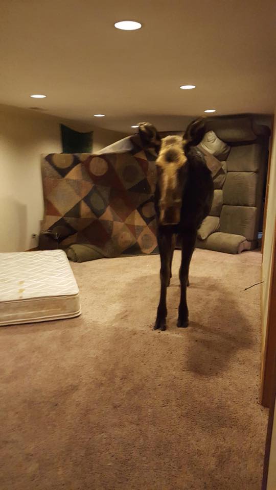 moose stuck in basement
