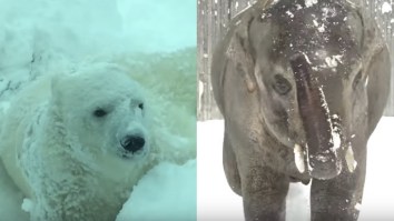 It Snowed At The Oregon Zoo Yesterday And The Animals Had So Much Fun, Especially The Baby Polar Bears