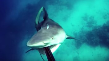 Here’s The CRAZY Moment A Spearfisherman Gets Attacked By A Pissed Off Bull Shark