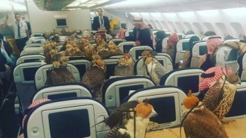 Saudi Prince Buys 80 Airline Tickets For His Pet Falcons