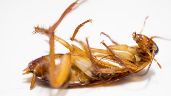 These Are Most Cockroach And Rat-Infested Cities In America, Ranked By The Number Of Vermin
