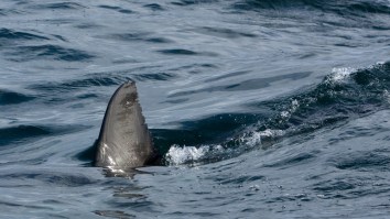 Terrifying Warning About Sharks Issued For Cape Cod Beachgoers Has Scientists Predicting Disaster