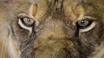 This Is The Most Important Skill You’ll Ever Learn: How To Survive A Lion Attack In The Wild