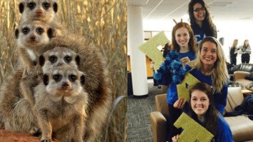 Someone Realized That Sorority Girls Always Pose Like Meerkats In Photos And, LOL, They’re 100% Correct!
