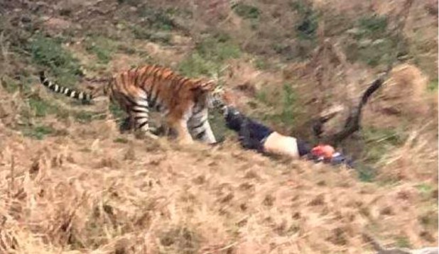 tourist mauled to death by tigers