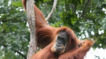 While Nobody Swipes Right On Your Profile, Orangutans Are Hooking Up By Using A Tinder For Apes