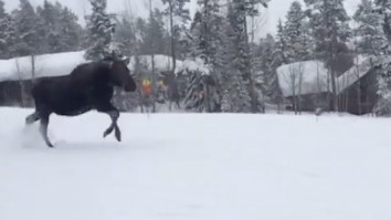 Pissed Off Moose Charges Snowboarders In Jackson Hole