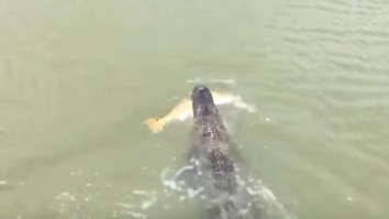 Proof That Florida Isn’t Safe For Anyone: Gigantic Alligator Steals A Huuuge Redfish From Someone Pier Fishing