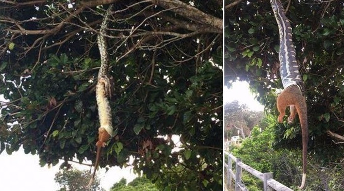 Horrifyingly Large Python Swallowing A Ringtail Possum Is The Most WTF ...