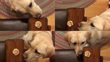This Adorably Stupid Dog Trying To Eat A Cookie Will Put A Big Ol’ Smile On Your Face
