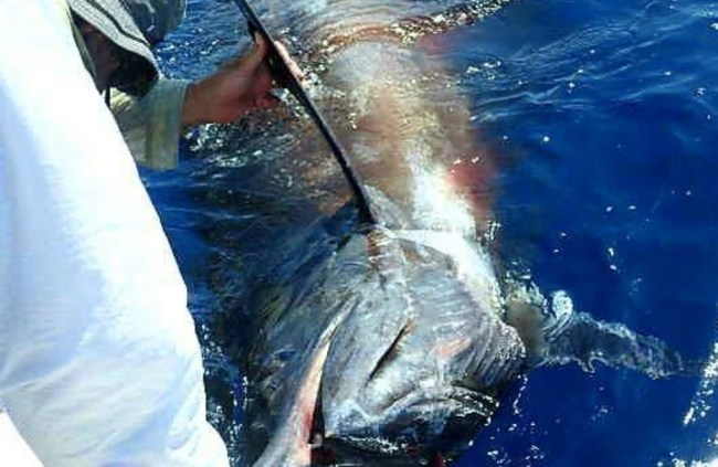 grander blue marlin fishing south africa