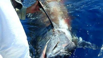 First ‘Grander’ Blue Marlin Caught Off South Africa — 1,245-Pound Fish Measuring Over 12-Feet-Long
