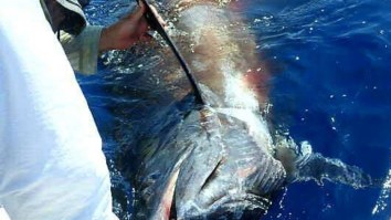 First ‘Grander’ Blue Marlin Caught Off South Africa — 1,245-Pound Fish Measuring Over 12-Feet-Long