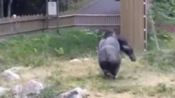 The Animal Revolution WILL Be Televised: Angry Gorilla Throws Branch At Zoo-Goers