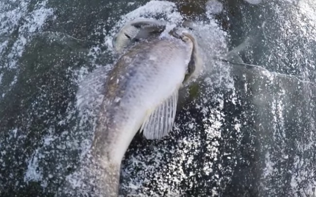 ice-fishing-pike-eating-bass