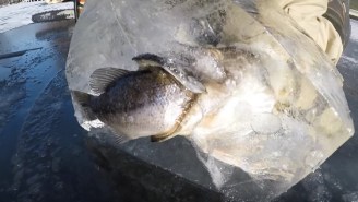 Nature Is Terrifying: Bros Find Two Fish Frozen In The Ice With One Fish Trying To Swallow The Other