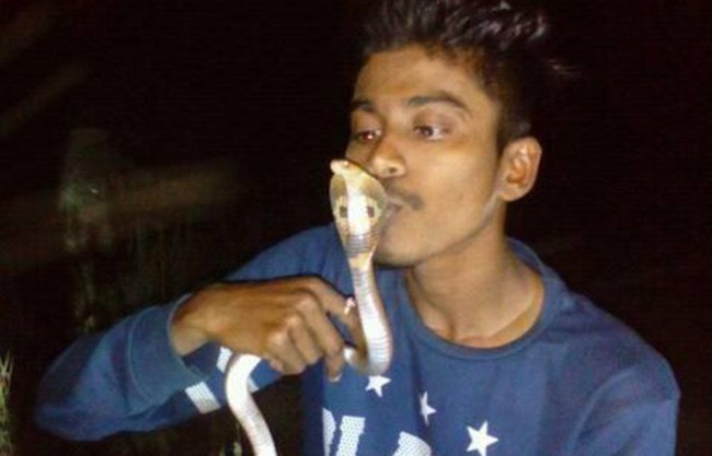 kissing cobra snake