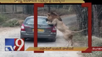 Alpha Male Lion Violently Attacks Tourists’ Car While Trying To Get At The People Inside