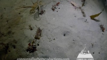 Octopus Vs. Crab Fight To The Death Has A Surprise Ending With Another Animal Coming Off The Top Ropes