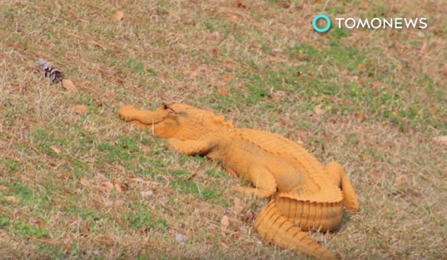 orange alligator