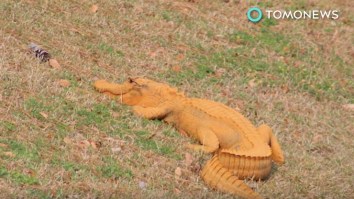 Nobody Knows Why This Alligator Nicknamed ‘Trump-A-Gator’ Is Orange, But It Definitely Looks Weird AF