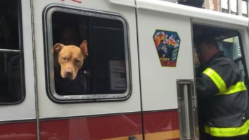 Abandoned Pit Bull Found In A Crack House Covered In Cig Burns Is Now A Healthy FDNY Firehouse Dog