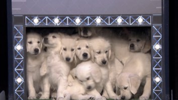 Place Your Bets Because This Prediction Is Flawless: Puppies Predict Super Bowl 51 Winner
