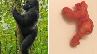 Someone On eBay Was Crazy Enough To Bid $99,900 On A Cheeto That Looks Like Harambe