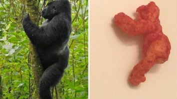 Someone On eBay Was Crazy Enough To Bid $99,900 On A Cheeto That Looks Like Harambe