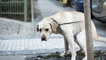 Angry New Yorkers Create ‘THE POOP WALK OF SHAME’ To Guilt Dog Walkers Into Scooping Their Poop