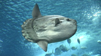 This Facebook Rant About The Sun Fish (Mola Mola) Continues To Be Amazing