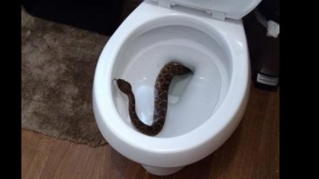 Family Finds An Army Of Rattlesnakes In Their Home After Finding One Clogging Their Toilet (Pics)