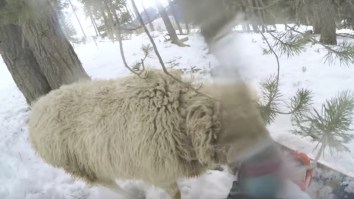 Snowboarder Crashes Into Sheep, Then Gets Rammed For His Mistake