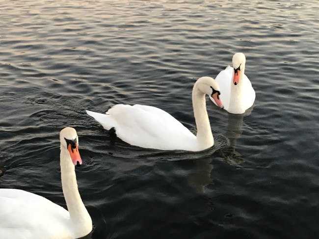 swans in England