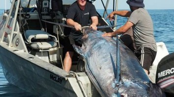 1,027-Pound Blue Marlin Is The Second Largest Marlin EVER Weighed In New Zealand