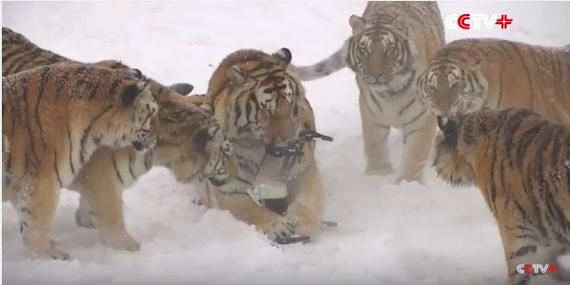 A Pack Of Fat Siberian Tigers Hunted Down A Drone And Ripped It To