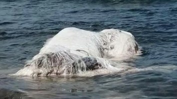 The Massive Mystery Sea Creature That Washed Up On The Shore Of The Philippines Has Been Identified By Scientists