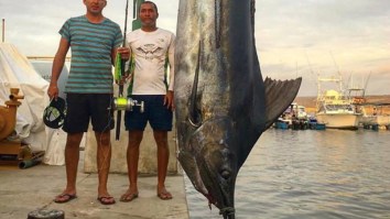 Guys Catch 1,095-Pound Blue Marlin And Find A Frickin’ Sailfish Inside Its Stomach