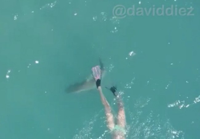 Blacktip Shark Encounter Palm Beach Florida