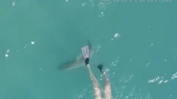 Snorkeler Had No Clue How Close She Was To Being Bitten By A Shark (Drone Footage)