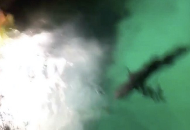 bro falls in shark tank atlantis resort