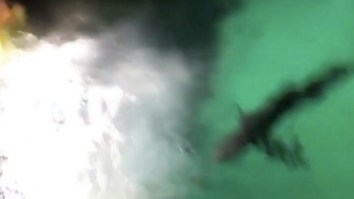 Bro Jumps Into The Atlantis Resort Shark Tank At Night Because SPRING BREAK, WOO!