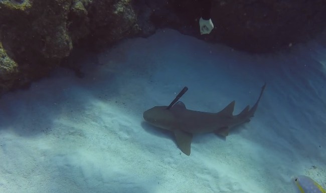 diver pulls knife from shark