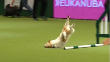 This Jack Russell Terrier With ADHD Spazzing Out During A Dog Show Is Guaranteed To Make You Smile